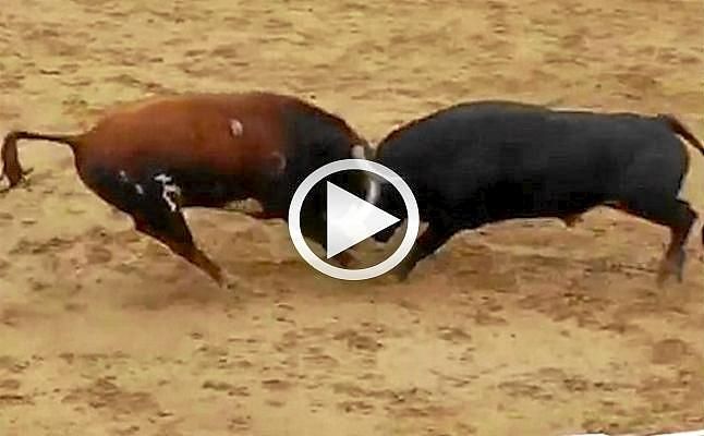 Dos toros mueren en el acto tras un choque frontal