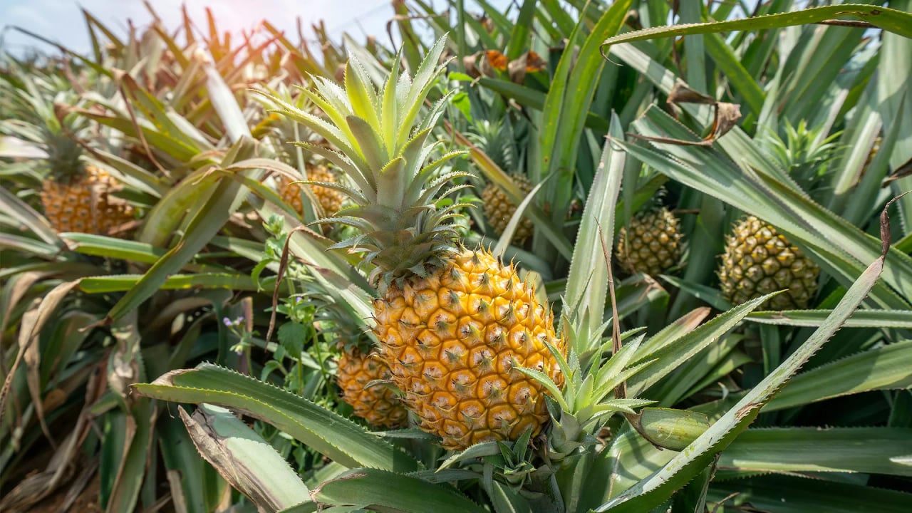 La verdadera clave para ligar en el Mercadona con una piña