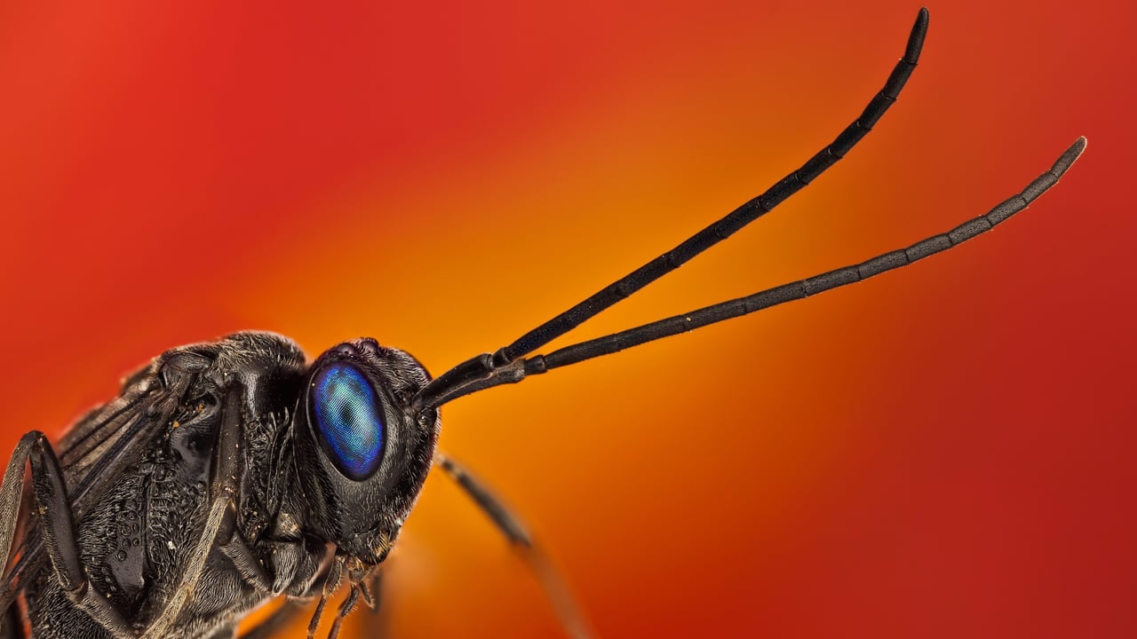 Invasión de cucarachas en verano: el método para acabar con ellas