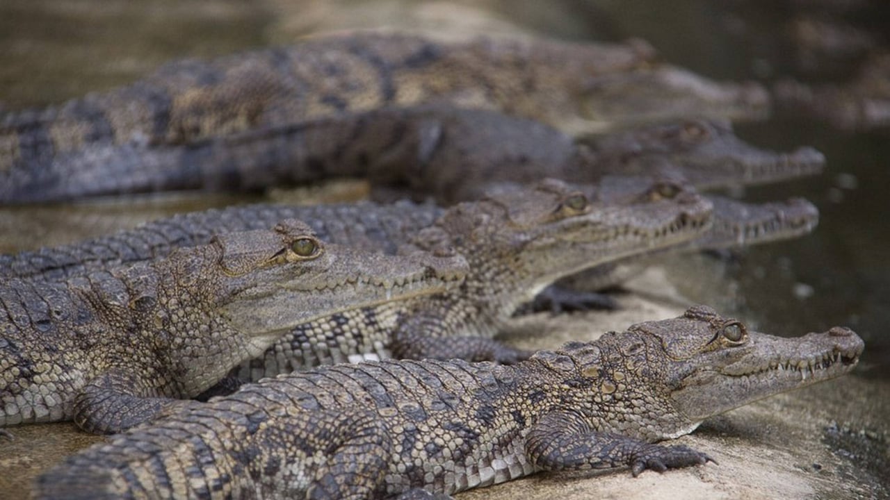 Un río con 500 cocodrilos, elegido sede de remo y piragüismo en los JJ.OO. de Brisbane 2032